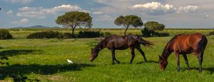 Lee más sobre el artículo Charla formativa online: «Quistes subcondrales en el caballo, qué son, cómo se tratan y casos clínicos»