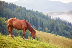 Lee más sobre el artículo Atención a las plantas tóxicas para los caballos