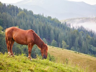 Atención a las plantas tóxicas para los caballos