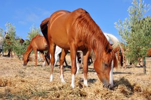 Lee más sobre el artículo ¿Se alimenta bien tu caballo en verano? Campaña de revisión nutricional