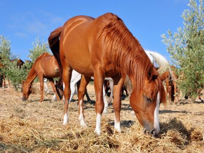¿Se alimenta bien tu caballo en verano? Campaña de revisión nutricional
