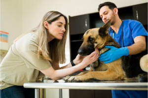 Lee más sobre el artículo Empatía veterinaria: nos ponemos en tu situación, ponte tú también en la nuestra