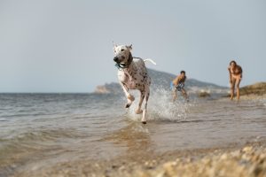 Lee más sobre el artículo ¿Puedo ir con mi perro a la playa?