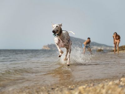 ¿Puedo ir con mi perro a la playa?